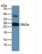 Glutathione S-Transferase Alpha 3 antibody, abx131893, Abbexa, Western Blot image 