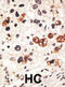 Gap Junction Protein Beta 3 antibody, abx028498, Abbexa, Immunohistochemistry frozen image 