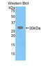 Serine/threonine-protein kinase 51PK antibody, LS-C296933, Lifespan Biosciences, Western Blot image 