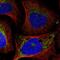 Eukaryotic Translation Initiation Factor 2A antibody, NBP1-84879, Novus Biologicals, Immunofluorescence image 