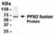 Profilin 2 antibody, NB120-14251, Novus Biologicals, Western Blot image 