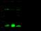 Peptidylprolyl Isomerase Like 1 antibody, 14163-MM08, Sino Biological, Western Blot image 