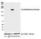 Actin Alpha 2, Smooth Muscle antibody, A700-109, Bethyl Labs, Western Blot image 