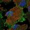 Solute Carrier Family 16 Member 2 antibody, NBP2-57308, Novus Biologicals, Immunocytochemistry image 