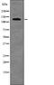 RB Transcriptional Corepressor Like 2 antibody, PA5-64769, Invitrogen Antibodies, Western Blot image 