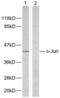 Jun Proto-Oncogene, AP-1 Transcription Factor Subunit antibody, abx012864, Abbexa, Western Blot image 