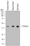 CMP-N-acetylneuraminate-beta-galactosamide-alpha-2,3-sialyltransferase 2 antibody, AF7275, R&D Systems, Western Blot image 