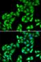 COP9 Signalosome Subunit 3 antibody, LS-C346188, Lifespan Biosciences, Immunofluorescence image 