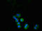 Programmed Cell Death 1 antibody, LS-C377503, Lifespan Biosciences, Immunofluorescence image 