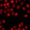 Zinc Finger Protein 264 antibody, orb412590, Biorbyt, Immunocytochemistry image 