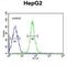 High Mobility Group AT-Hook 2 antibody, abx032494, Abbexa, Western Blot image 