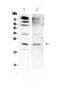 FGF7 antibody, A01931, Boster Biological Technology, Western Blot image 