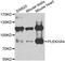 Pleckstrin Homology Domain Containing A4 antibody, abx006468, Abbexa, Western Blot image 