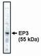 Prostaglandin E Receptor 2 antibody, MA1-12647, Invitrogen Antibodies, Western Blot image 