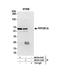 Protein Phosphatase 2 Scaffold Subunit Aalpha antibody, NB100-41408, Novus Biologicals, Western Blot image 
