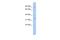 Syntaxin 19 antibody, A18232, Boster Biological Technology, Western Blot image 