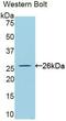 Cardiotrophin Like Cytokine Factor 1 antibody, MBS2001696, MyBioSource, Western Blot image 