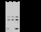 RAB1A, Member RAS Oncogene Family antibody, 107243-T40, Sino Biological, Western Blot image 