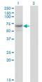 Cell Division Cycle 14A antibody, H00008556-M02, Novus Biologicals, Western Blot image 
