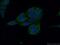 Melanophilin antibody, 66092-1-Ig, Proteintech Group, Immunofluorescence image 