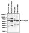 Kruppel Like Factor 4 antibody, PA1-095, Invitrogen Antibodies, Western Blot image 