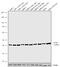 C-C Motif Chemokine Receptor 2 antibody, 711255, Invitrogen Antibodies, Western Blot image 