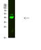 Serpin Family B Member 5 antibody, STJ99341, St John
