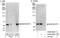 Lysine Acetyltransferase 8 antibody, A300-992A, Bethyl Labs, Immunoprecipitation image 