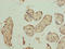 Phosphatidylinositol Specific Phospholipase C X Domain Containing 1 antibody, LS-C397947, Lifespan Biosciences, Immunohistochemistry paraffin image 