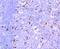 Parvalbumin antibody, NBP2-67018, Novus Biologicals, Immunohistochemistry paraffin image 