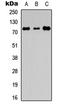 ER Degradation Enhancing Alpha-Mannosidase Like Protein 1 antibody, LS-C354346, Lifespan Biosciences, Western Blot image 