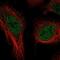 THO Complex 3 antibody, NBP1-92503, Novus Biologicals, Immunocytochemistry image 