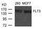 Fms Related Tyrosine Kinase 3 antibody, GTX50518, GeneTex, Western Blot image 