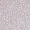 Transmembrane Protein 253 antibody, NBP2-14768, Novus Biologicals, Immunohistochemistry paraffin image 