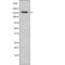 CF Transmembrane Conductance Regulator antibody, PA5-64505, Invitrogen Antibodies, Western Blot image 