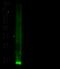 Cystatin C antibody, GTX02402, GeneTex, Western Blot image 