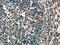 Endoplasmic Reticulum Metallopeptidase 1 antibody, 17321-1-AP, Proteintech Group, Immunohistochemistry frozen image 