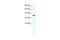 Potassium Two Pore Domain Channel Subfamily K Member 3 antibody, PA5-41011, Invitrogen Antibodies, Western Blot image 