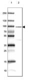 Cartilage Acidic Protein 1 antibody, NBP1-88864, Novus Biologicals, Western Blot image 