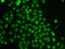 Thymocyte selection-associated high mobility group box protein TOX antibody, MBS129846, MyBioSource, Immunofluorescence image 