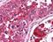 Mechanistic Target Of Rapamycin Kinase antibody, 49-548, ProSci, Immunohistochemistry paraffin image 