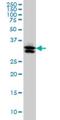 Thioredoxin Like 1 antibody, H00009352-M01, Novus Biologicals, Western Blot image 