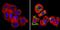 Erb-B2 Receptor Tyrosine Kinase 4 antibody, GTX80811, GeneTex, Immunofluorescence image 