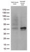 Doublecortin antibody, M01053-2, Boster Biological Technology, Western Blot image 