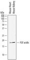 Fibroblast Growth Factor 1 antibody, AF4686, R&D Systems, Western Blot image 