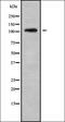 Keratin 83 antibody, orb337809, Biorbyt, Western Blot image 