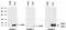 Anterior Gradient 3, Protein Disulphide Isomerase Family Member antibody, AM26019PU-N, Origene, Western Blot image 