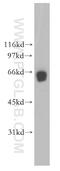 Calcium/Calmodulin Dependent Protein Kinase IV antibody, 13263-1-AP, Proteintech Group, Western Blot image 