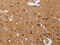Interleukin 17 Receptor A antibody, CSB-PA703502, Cusabio, Immunohistochemistry frozen image 