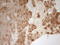 Paraoxonase 3 antibody, LS-C791219, Lifespan Biosciences, Immunohistochemistry paraffin image 